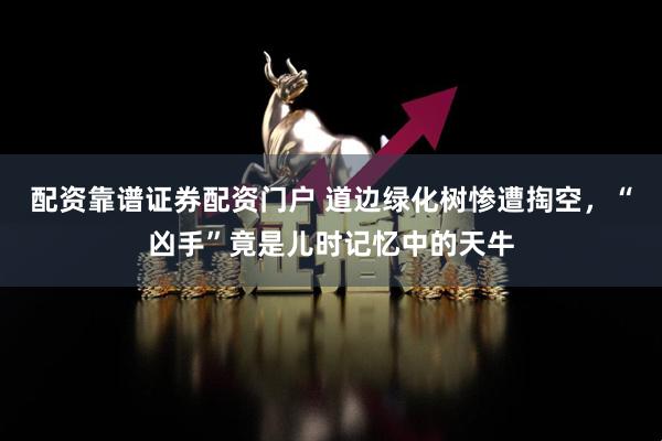 配资靠谱证券配资门户 道边绿化树惨遭掏空，“凶手”竟是儿时记忆中的天牛